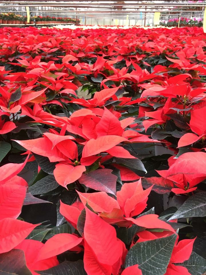 Stella Di Natale Acqua E Luce.Significato Dei Fiori Stella Di Natale Cos E Quando Regalarla Tonelli