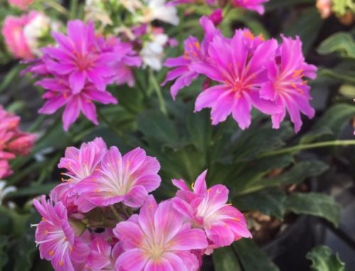 SIGNIFICATO DEI FIORI LEWISIA, cos’è? Quando si regala?