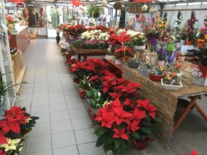 Stella di natale Autoproduzione Tonelli Fiori